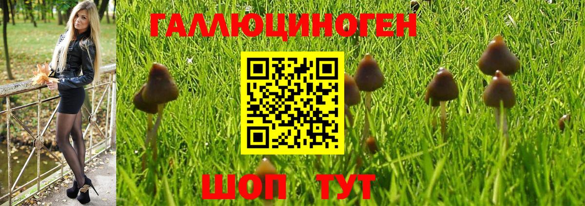 Галлюциногенные грибы Psilocybine cubensis Донецк